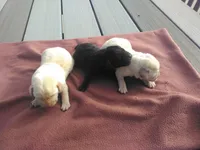 New import litter, a female Labrador Retriever for sale in Grabill, IN – Photo 6 of 6