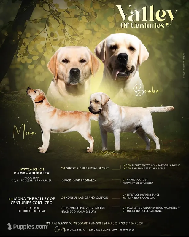 New import litter, a female Labrador Retriever for sale in Grabill, IN – Photo 1 of 6