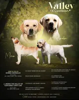 New import litter, a female Labrador Retriever for sale in Grabill, IN – Photo 1 of 6