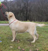 New import litter, a female Labrador Retriever for sale in Grabill, IN – Photo 3 of 6
