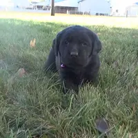 Katie, a female Labrador Retriever for sale in Grabill, IN – Photo 3 of 5