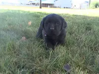 Katie, a female Labrador Retriever for sale in Grabill, IN – Photo 3 of 5