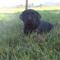 Katie, a female Labrador Retriever for sale in Grabill, IN – Photo 1 of 5