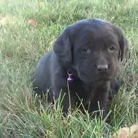 Katie, a female Labrador Retriever for sale in Grabill, IN – Photo 2 of 5