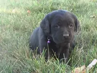 Katie, a female Labrador Retriever for sale in Grabill, IN – Photo 2 of 5