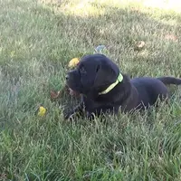 Kasey, a female Labrador Retriever for sale in Grabill, IN – Photo 1 of 5