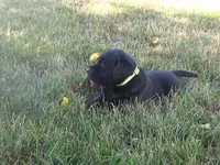 Kasey, a female Labrador Retriever for sale in Grabill, IN – Photo 1 of 5