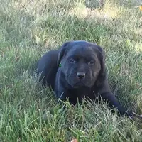 Kasey, a female Labrador Retriever for sale in Grabill, IN – Photo 3 of 5