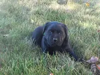 Kasey, a female Labrador Retriever for sale in Grabill, IN – Photo 3 of 5