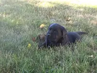 Kasey, a female Labrador Retriever for sale in Grabill, IN – Photo 2 of 5