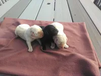 Females imported litter, a female Labrador Retriever for sale in Grabill, IN – Photo 1 of 5