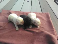 Females imported litter, a female Labrador Retriever for sale in Grabill, IN – Photo 2 of 5