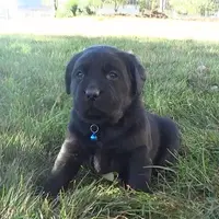 Karen, a female Labrador Retriever for sale in Grabill, IN – Photo 2 of 5