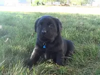 Karen, a female Labrador Retriever for sale in Grabill, IN – Photo 2 of 5