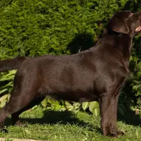 Karen, a female Labrador Retriever for sale in Grabill, IN – Photo 3 of 5
