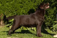 Karen, a female Labrador Retriever for sale in Grabill, IN – Photo 3 of 5