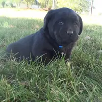 Karen, a female Labrador Retriever for sale in Grabill, IN – Photo 4 of 5