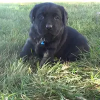 Karen, a female Labrador Retriever for sale in Grabill, IN – Photo 1 of 5