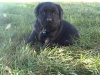 Karen, a female Labrador Retriever for sale in Grabill, IN – Photo 1 of 5