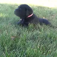 Kendra, a female Labrador Retriever for sale in Grabill, IN – Photo 1 of 6
