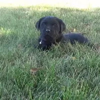 Kendra, a female Labrador Retriever for sale in Grabill, IN – Photo 2 of 6