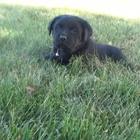 Kendra, a female Labrador Retriever for sale in Grabill, IN – Photo 5 of 6