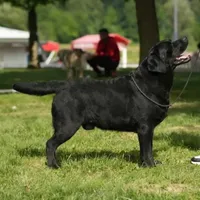 Kendra, a female Labrador Retriever for sale in Grabill, IN – Photo 4 of 6