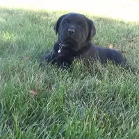 Kendra, a female Labrador Retriever for sale in Grabill, IN – Photo 3 of 6