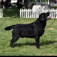 Krista, a female Labrador Retriever for sale in Grabill, IN – Photo 5 of 5