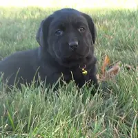 Krista, a female Labrador Retriever for sale in Grabill, IN – Photo 2 of 5