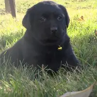 Krista, a female Labrador Retriever for sale in Grabill, IN – Photo 1 of 5