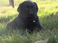 Krista, a female Labrador Retriever for sale in Grabill, IN – Photo 1 of 5