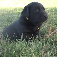 Krista, a female Labrador Retriever for sale in Grabill, IN – Photo 3 of 5