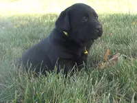 Krista, a female Labrador Retriever for sale in Grabill, IN – Photo 3 of 5