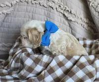 Fionaswideblazemale, a male Cocker Spaniel for sale in Lexington, KY – 3 of 4