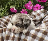 JBmerlemale, a male Cocker Spaniel for sale in Lexington, KY – 2 of 5