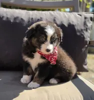 Blaze, a male Australian Shepherd for sale in Lexington, KY – 3 of 5