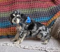 Merle male, a male Cocker Spaniel for sale in Lexington, KY – 5 of 7