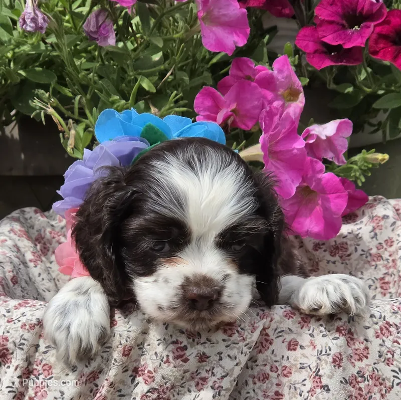 JBchocpartifemale – Cocker Spaniel puppy for sale in Lexington, KY