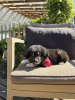 Bub, a male Australian Shepherd for sale in Lexington, KY – 3 of 5