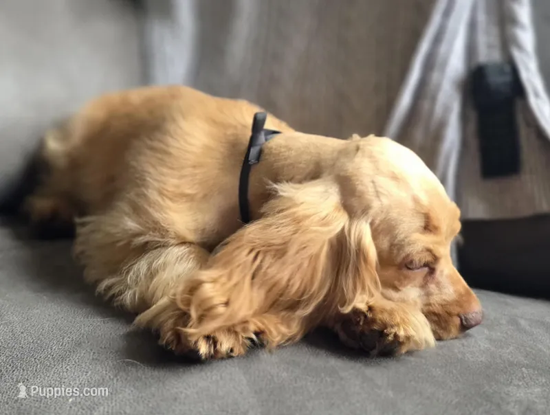 Fred – Cocker Spaniel puppy for sale in Lexington, KY
