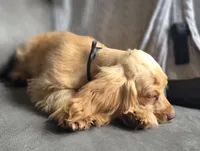 Fred, a male Cocker Spaniel for sale in Lexington, KY – Photo 1 of 4