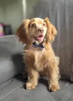 Fred, a male Cocker Spaniel for sale in Lexington, KY – Photo 2 of 4