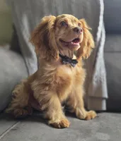 Fred, a male Cocker Spaniel for sale in Lexington, KY – Photo 4 of 4