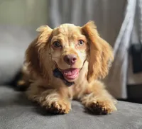 Fred, a male Cocker Spaniel for sale in Lexington, KY – Photo 3 of 4