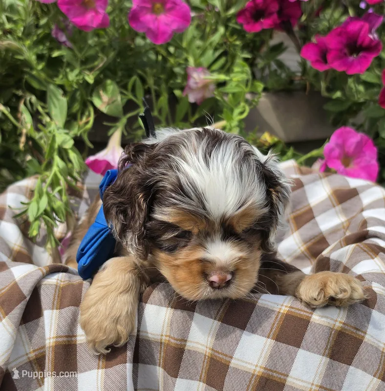 Poppydarkchocmmale – Cocker Spaniel puppy for sale in Lexington, KY
