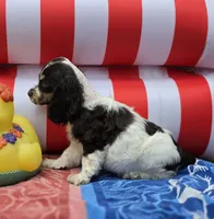 Parti f, a female Cocker Spaniel for sale in Lexington, KY – 2 of 3