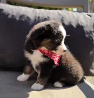 Blaze, a male Australian Shepherd for sale in Lexington, KY – 4 of 5