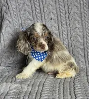 Choc merle male 2, a male Cocker Spaniel for sale in Lexington, KY – Photo 3 of 6