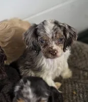 Choc merle male 2, a male Cocker Spaniel for sale in Lexington, KY – Photo 6 of 6